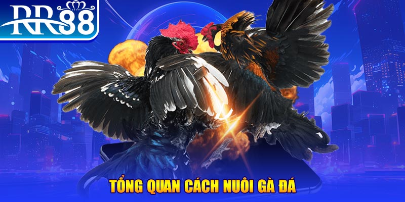 i9bet58 game nổ hũ rút tiền mặt là gì