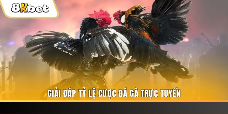i9bet58 ga choi cau thanh
